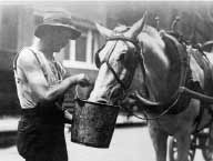 hist horses rights.jpg